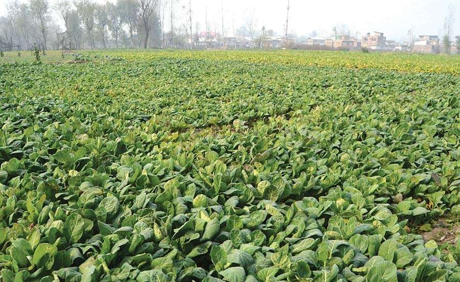 Haakh to Brinjal: Prolonged Dry Weather Hits Vegetable Production in Kashmir